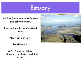 Estuary
Shallow Areas where fresh water
      and salt water mix.

 River sediments are deposited
             here.

      Nor fresh nor salty.

         Nutrient-rich.

     MANY kinds of ﬁshes,
crustaceans, mollusks, predators
           as birds.
 