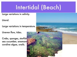 Intertidal (Beach)
Large variations in salinity.

Litoral.

Large variations in temperature.

Uneven ﬂow, tides.

Crabs, sponges, starﬁsh, tidepool1.jpg
sea cucumber, anemones,
coraline algae, snails.
 