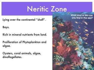 Neritic Zone
Lying over the continental “shelf”.

Bays.

Rich in mineral nutrients from land.

Proliferation of Phytoplankton and
algae.

Oysters, coral animals, algae,
dinoﬂagellates.
 