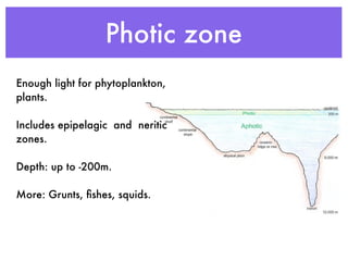Photic zone
Enough light for phytoplankton,
plants.

Includes epipelagic and neritic
zones.

Depth: up to -200m.

More: Grunts, ﬁshes, squids.
 