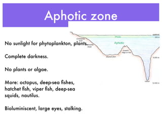 Aphotic zone

No sunlight for phytoplankton, plants.

Complete darkness.

No plants or algae.

More: octopus, deep-sea ﬁshes,
hatchet ﬁsh, viper ﬁsh, deep-sea
squids, nautilus.

Bioluminiscent, large eyes, stalking.
 