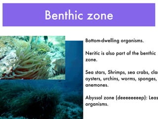 Benthic zone
       Bottom-dwelling organisms.

       Neritic is also part of the benthic
       zone.

       Sea stars, Shrimps, sea crabs, clam
       oysters, urchins, worms, sponges,
       anemones.

       Abyssal zone (deeeeeeeep): Leas
       organisms.
 