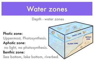 Water zones
                 Depth - water zones



Photic zone:
Uppermost, Photosynthesis.
Aphotic zone:
 no light, no photosynthesis.
Benthic zone:
Sea bottom, lake bottom, riverbed.
 