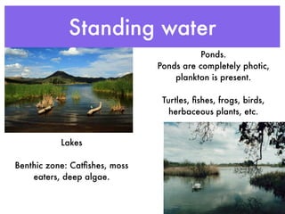 Standing water
                                          Ponds.
                               Ponds are completely photic,
                                   plankton is present.

                                Turtles, ﬁshes, frogs, birds,
                                  herbaceous plants, etc.


           Lakes

Benthic zone: Catﬁshes, moss
    eaters, deep algae.
 