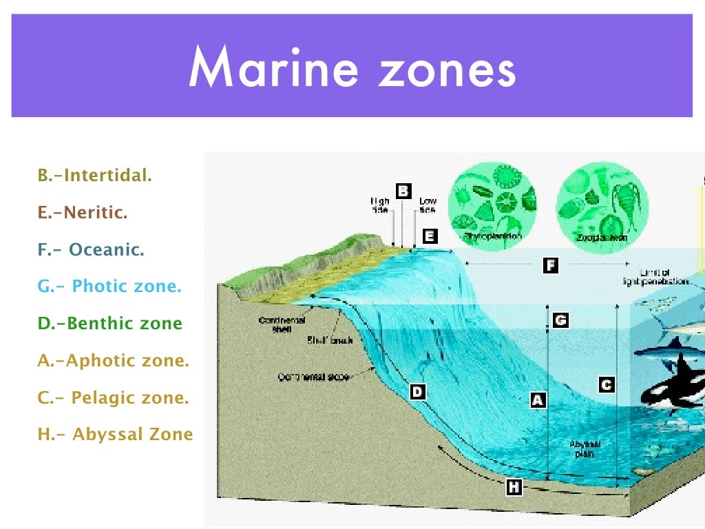 Aquatic biomes