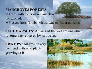 MANGROVES FORESTS:
Trees with roots which are above
the ground.
Protect from floods, winds, waves, water currents.
SALT MARSHES: An area of flat wet ground which
is sometimes covered by salt water.
SWAMPS : An area of very
wet land with wild plants
growing in it
 