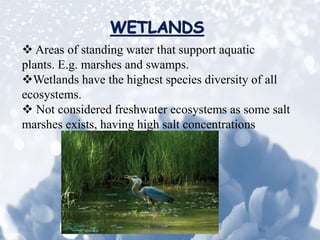  Areas of standing water that support aquatic
plants. E.g. marshes and swamps.
Wetlands have the highest species diversity of all
ecosystems.
 Not considered freshwater ecosystems as some salt
marshes exists, having high salt concentrations
 