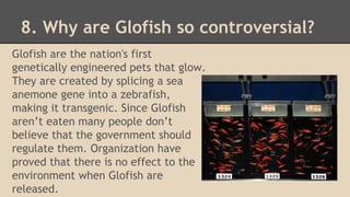 8. Why are Glofish so controversial?
Glofish are the nation's first
genetically engineered pets that glow.
They are created by splicing a sea
anemone gene into a zebrafish,
making it transgenic. Since Glofish
aren’t eaten many people don’t
believe that the government should
regulate them. Organization have
proved that there is no effect to the
environment when Glofish are
released.
 