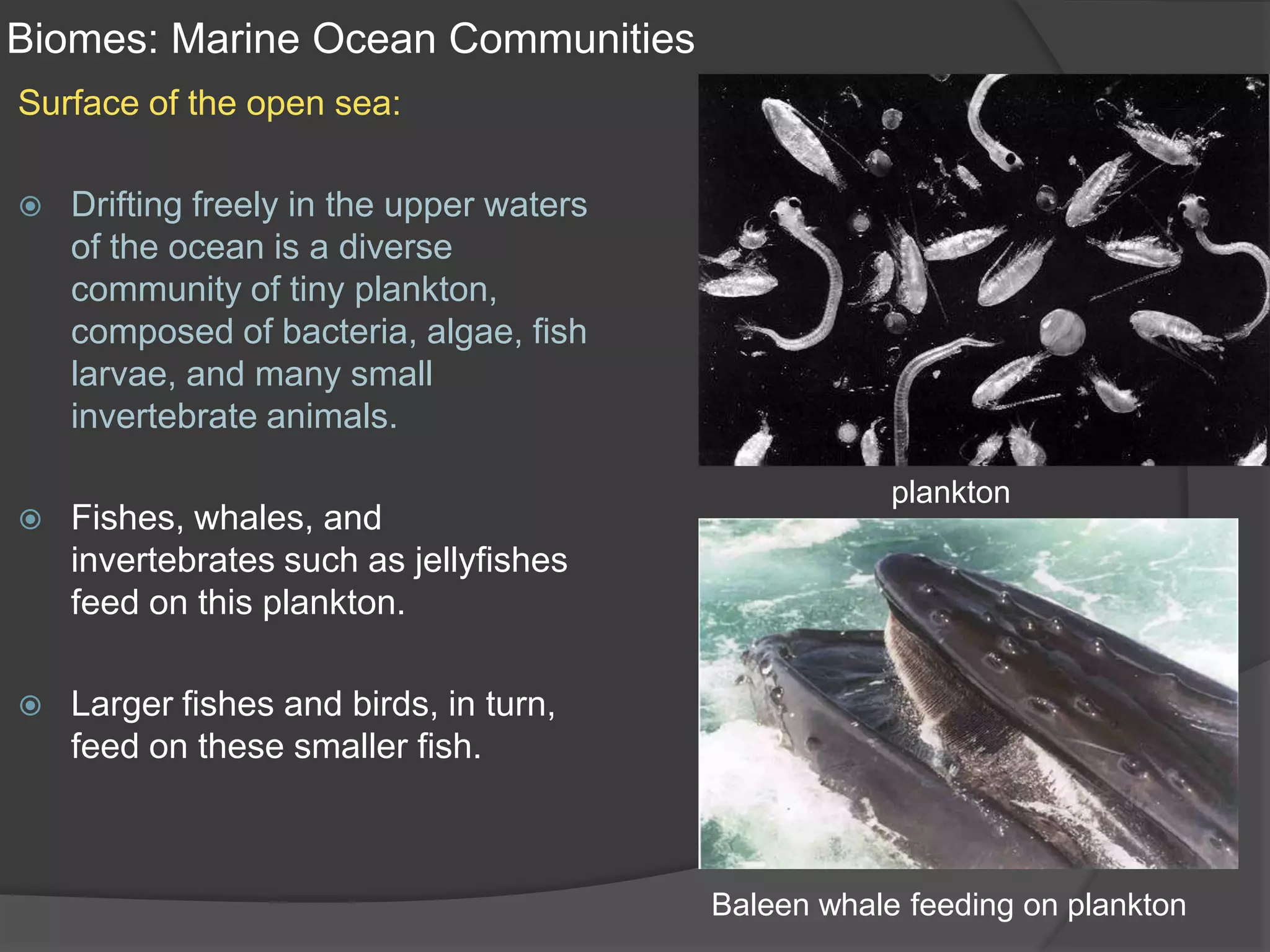 Biomes: Marine Ocean CommunitiesSurface of the open sea:Drifting freely in the upper waters of the ocean is a diverse community of tiny plankton, composed of bacteria, algae, fish larvae, and many small invertebrate animals.Fishes, whales, and invertebrates such as jellyfishes feed on this plankton. Larger fishes and birds, in turn, feed on these smaller fish.planktonBaleen whale feeding on plankton