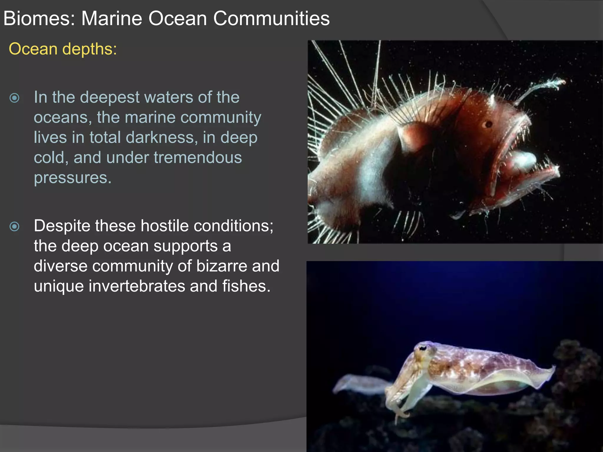 Biomes: Marine Ocean CommunitiesOcean depths:In the deepest waters of the oceans, the marine community lives in total darkness, in deep cold, and under tremendous pressures. Despite these hostile conditions; the deep ocean supports a diverse community of bizarre and unique invertebrates and fishes.
