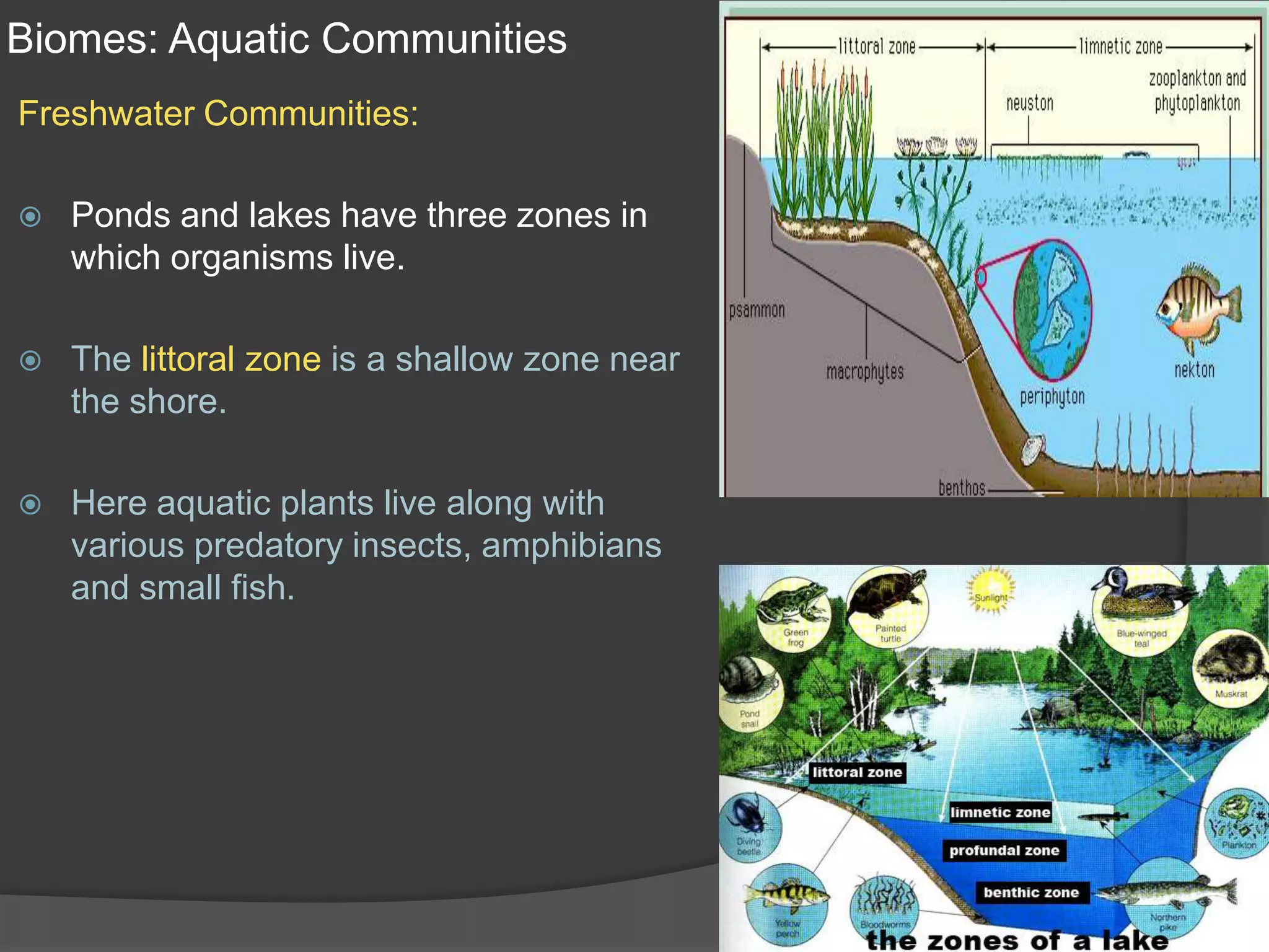 Biomes: Aquatic CommunitiesFreshwater Communities:Ponds and lakes have three zones in which organisms live.The littoral zone is a shallow zone near the shore. Here aquatic plants live along with various predatory insects, amphibians and small fish.