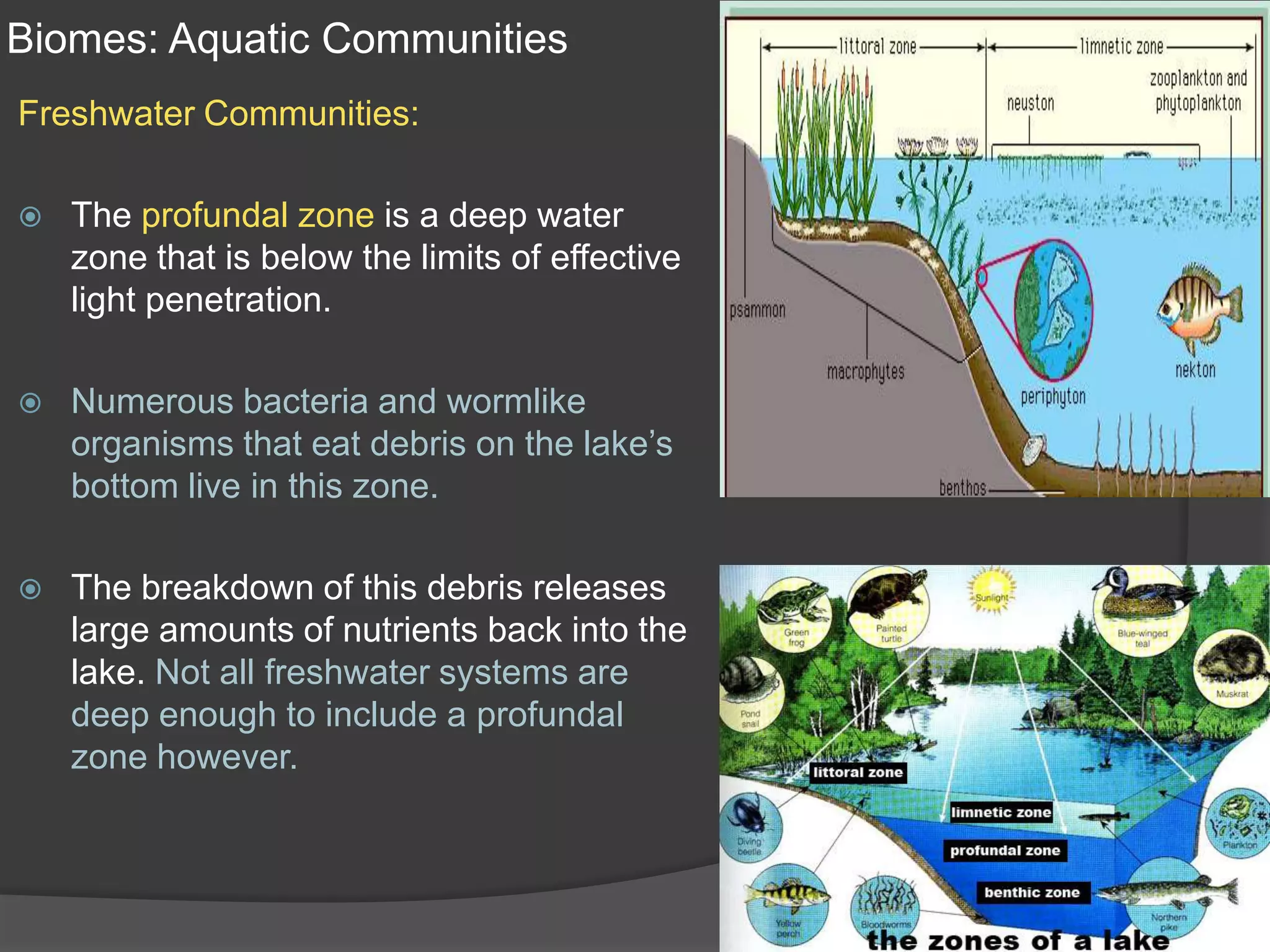 Biomes: Aquatic CommunitiesFreshwater Communities:The profundal zone is a deep water zone that is below the limits of effective light penetration.Numerous bacteria and wormlike organisms that eat debris on the lake’s bottom live in this zone.The breakdown of this debris releases large amounts of nutrients back into the lake. Not all freshwater systems are deep enough to include a profundal zone however.