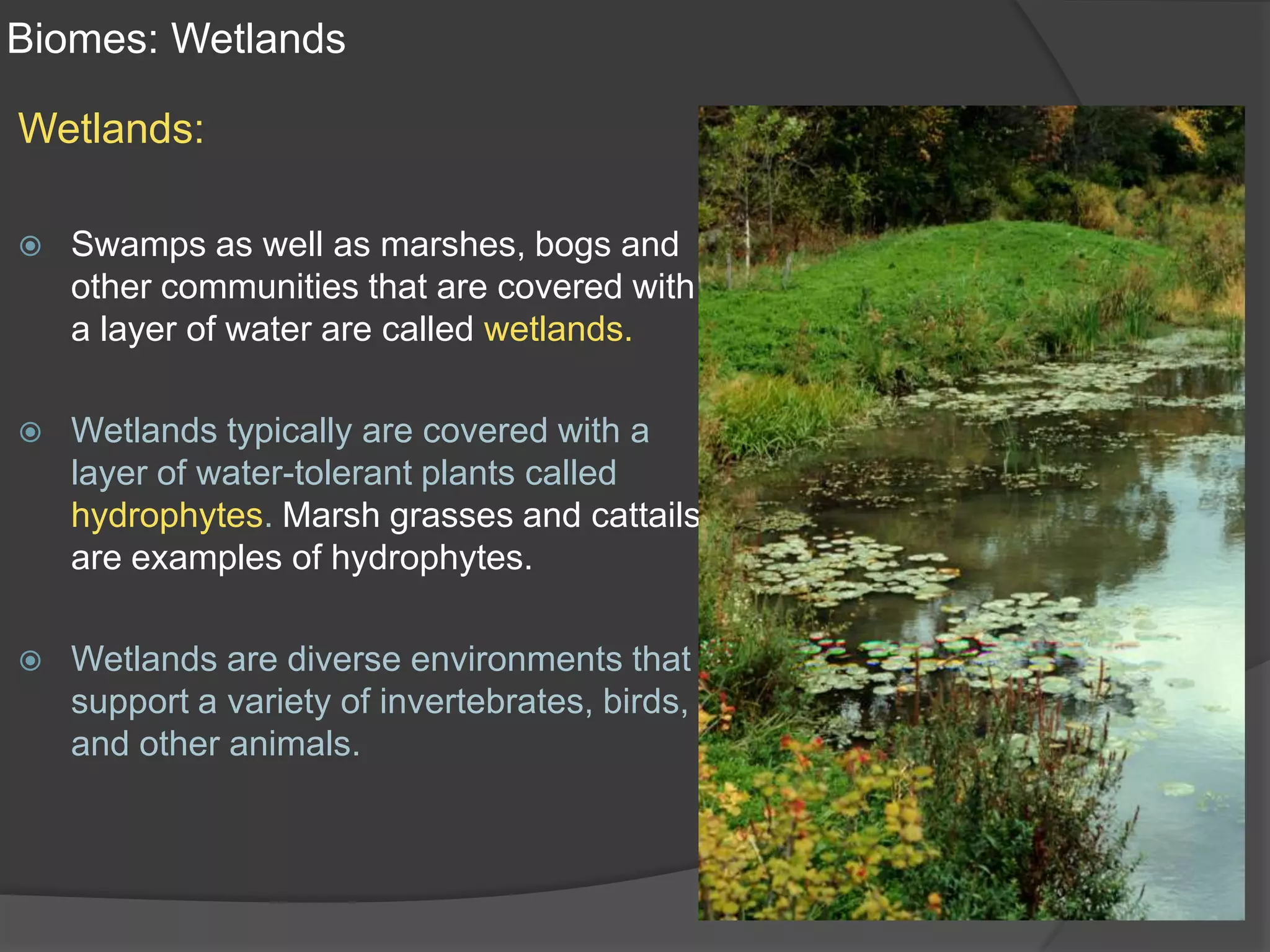 Biomes: WetlandsWetlands:Swamps as well as marshes, bogs and other communities that are covered with a layer of water are called wetlands.Wetlands typically are covered with a layer of water-tolerant plants called hydrophytes. Marsh grasses and cattails are examples of hydrophytes.Wetlands are diverse environments that support a variety of invertebrates, birds, and other animals.