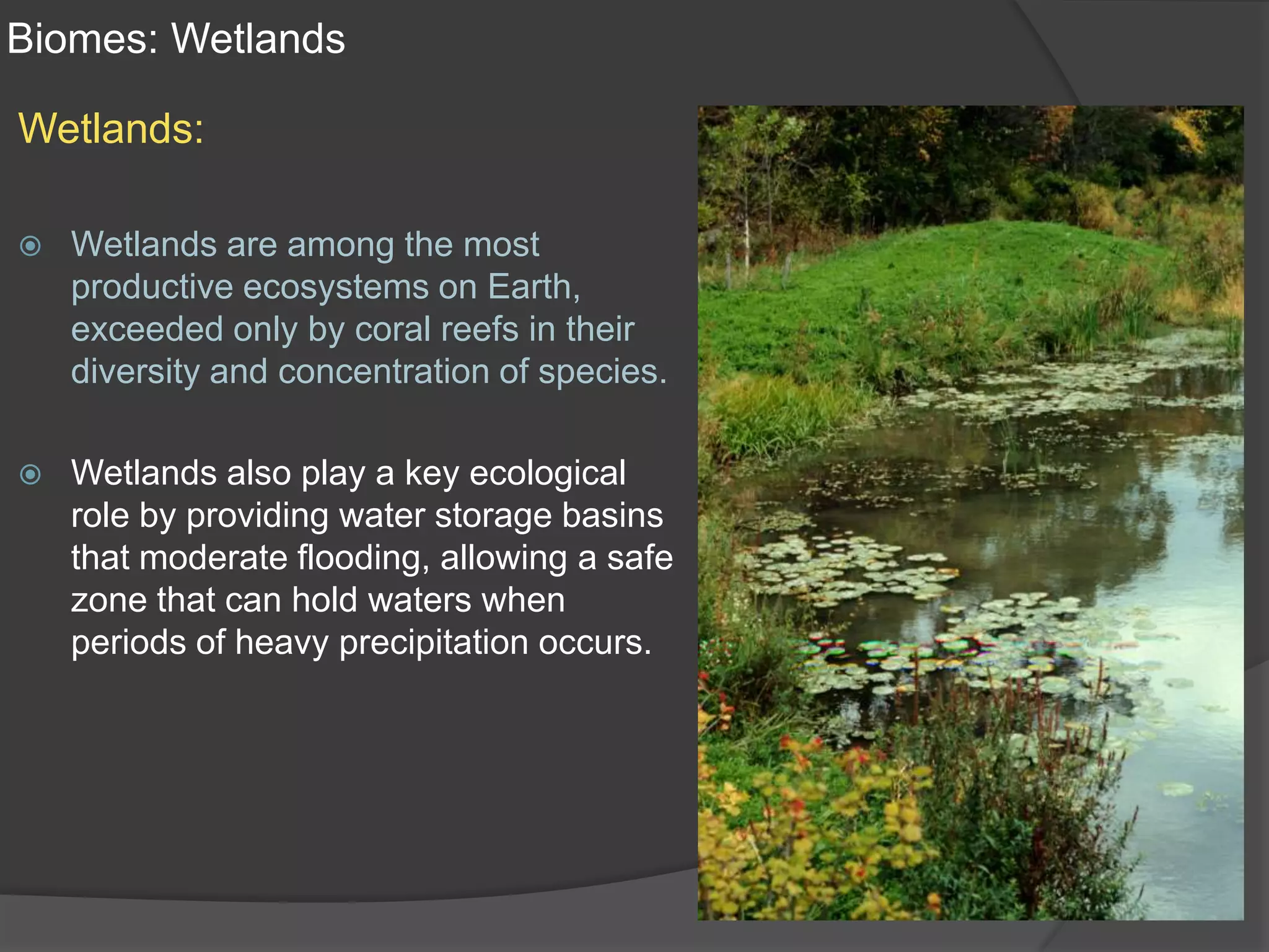 Biomes: WetlandsWetlands:Wetlands are among the most productive ecosystems on Earth, exceeded only by coral reefs in their diversity and concentration of species.Wetlands also play a key ecological role by providing water storage basins that moderate flooding, allowing a safe zone that can hold waters when periods of heavy precipitation occurs.