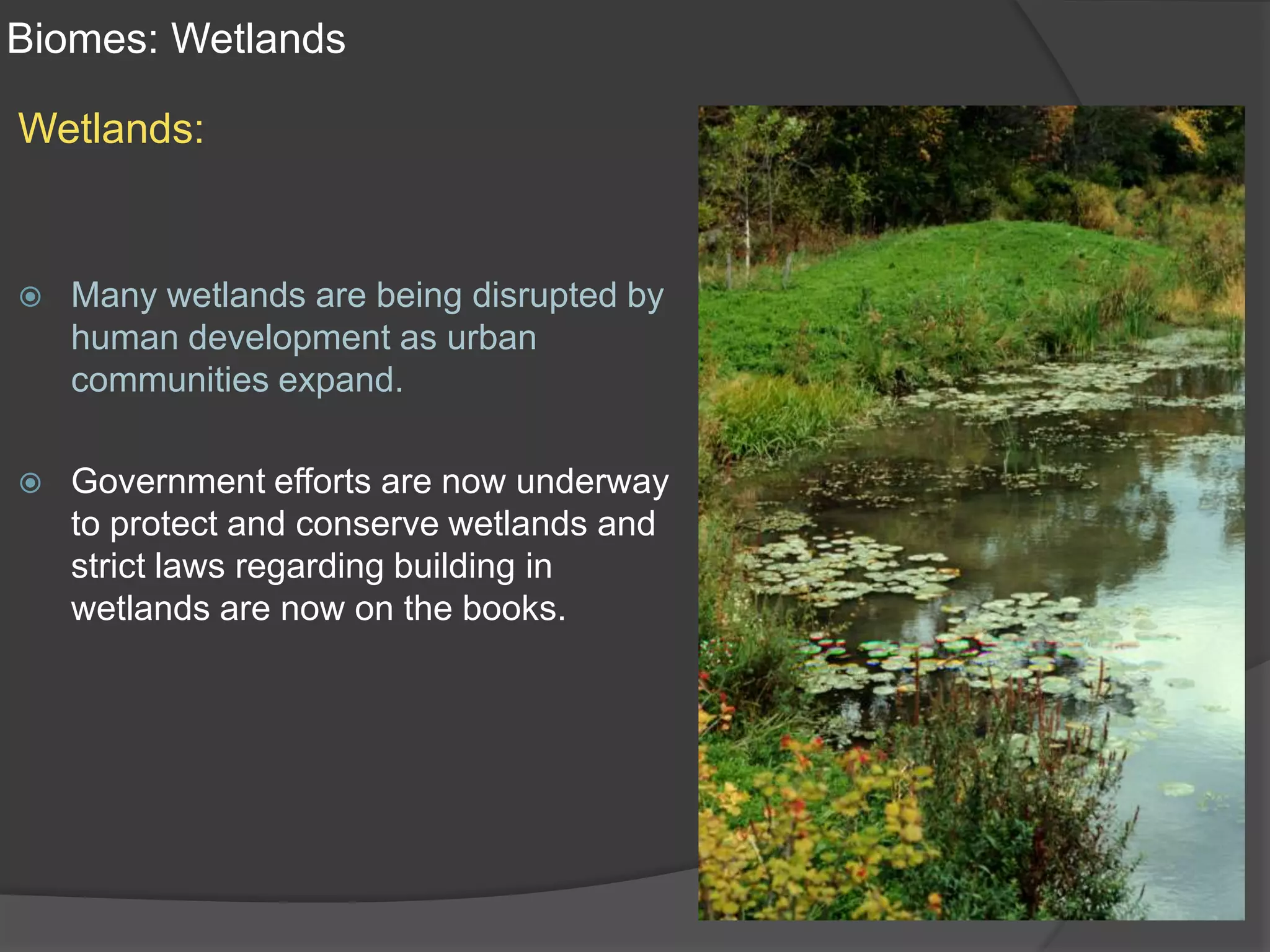 Biomes: WetlandsWetlands:Many wetlands are being disrupted by human development as urban communities expand. Government efforts are now underway to protect and conserve wetlands and strict laws regarding building in wetlands are now on the books.