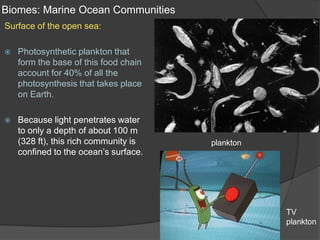 Biomes: Marine Ocean CommunitiesSurface of the open sea:Photosynthetic plankton that form the base of this food chain account for 40% of all the photosynthesis that takes place on Earth.Because light penetrates water to only a depth of about 100 m (328 ft), this rich community is confined to the ocean’s surface.planktonTVplankton