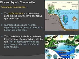 Biomes: Aquatic CommunitiesFreshwater Communities:The profundal zone is a deep water zone that is below the limits of effective light penetration.Numerous bacteria and wormlike organisms that eat debris on the lake’s bottom live in this zone.The breakdown of this debris releases large amounts of nutrients back into the lake. Not all freshwater systems are deep enough to include a profundal zone however.