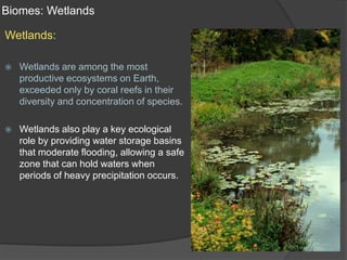 Biomes: WetlandsWetlands:Wetlands are among the most productive ecosystems on Earth, exceeded only by coral reefs in their diversity and concentration of species.Wetlands also play a key ecological role by providing water storage basins that moderate flooding, allowing a safe zone that can hold waters when periods of heavy precipitation occurs.