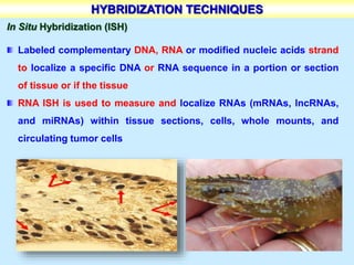 Fish For Rna Aquatic Disease Diagnosis.ppt