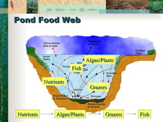Pond Food Web Nutrients Algae/Plants Grazers Fish Nutrients Algae/Plants Grazers Fish 