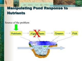 Manipulating Pond Response to Nutrients Fish Grazers Nutrients Algae/Plants Grazers Fish X Algae/Plants X Source of the problem 
