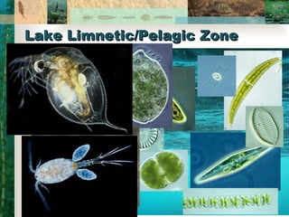 Lake Limnetic/Pelagic Zone Functions Plankton Zooplankton 