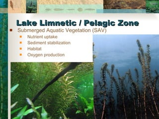 Submerged Aquatic Vegetation (SAV) Nutrient uptake Sediment stabilization Habitat Oxygen production Lake Limnetic / Pelagic Zone 