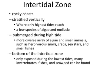 Intertidal Zone
• rocky coasts
–stratified vertically
• Where only highest tides reach
• a few species of algae and mollusks
– submerged during high tide
• more diverse array of algae and small animals,
such as herbivorous snails, crabs, sea stars, and
small fishes
–bottom of the intertidal zone
• only exposed during the lowest tides, many
invertebrates, fishes, and seaweed can be found
 