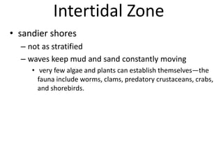 Intertidal Zone
• sandier shores
– not as stratified
– waves keep mud and sand constantly moving
• very few algae and plants can establish themselves—the
fauna include worms, clams, predatory crustaceans, crabs,
and shorebirds.
 