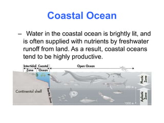 Coastal Ocean
– Water in the coastal ocean is brightly lit, and
is often supplied with nutrients by freshwater
runoff from land. As a result, coastal oceans
tend to be highly productive.
– Kelp forests and coral reefs are two
important coastal communities.
 