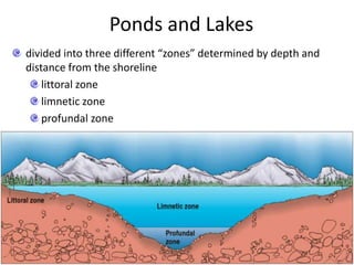 Ponds and Lakes
divided into three different “zones” determined by depth and
distance from the shoreline
littoral zone
limnetic zone
profundal zone
 