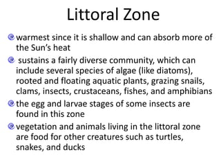 Littoral Zone
warmest since it is shallow and can absorb more of
the Sun’s heat
sustains a fairly diverse community, which can
include several species of algae (like diatoms),
rooted and floating aquatic plants, grazing snails,
clams, insects, crustaceans, fishes, and amphibians
the egg and larvae stages of some insects are
found in this zone
vegetation and animals living in the littoral zone
are food for other creatures such as turtles,
snakes, and ducks
 