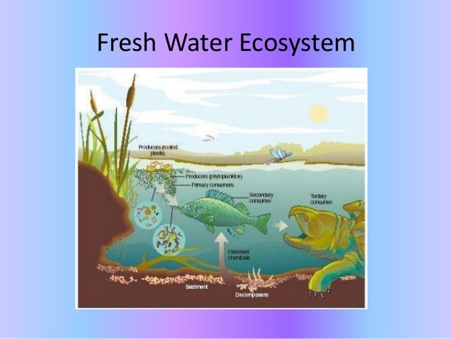 Aquatic Ecosystem Meaning And Importance