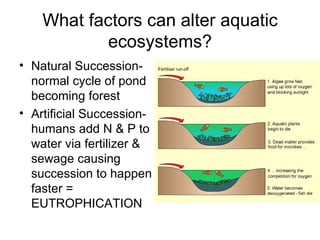 What factors can alter aquatic
           ecosystems?
• Natural Succession-
  normal cycle of pond
  becoming forest
• Artificial Succession-
  humans add N & P to
  water via fertilizer &
  sewage causing
  succession to happen
  faster =
  EUTROPHICATION
 