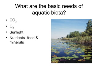 What are the basic needs of
             aquatic biota?
• CO2
• O2
• Sunlight
• Nutrients- food &
  minerals
 