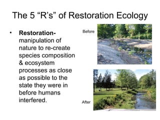 The 5 “R’s” of Restoration Ecology
•    Restoration-          Before

     manipulation of
     nature to re-create
     species composition
     & ecosystem
     processes as close
     as possible to the
     state they were in
     before humans
     interfered.           After
 