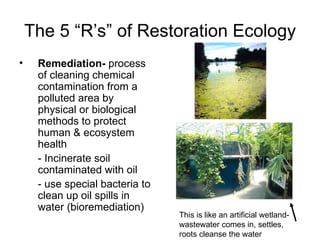 The 5 “R’s” of Restoration Ecology
•    Remediation- process
     of cleaning chemical
     contamination from a
     polluted area by
     physical or biological
     methods to protect
     human & ecosystem
     health
     - Incinerate soil
     contaminated with oil
     - use special bacteria to
     clean up oil spills in
     water (bioremediation)
                                 This is like an artificial wetland-
                                 wastewater comes in, settles,
                                 roots cleanse the water
 