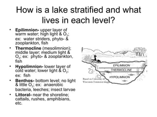 How is a lake stratified and what
          lives in each level?
•   Epilimnion- upper layer of
    warm water; high light & O2;
    ex: water striders, phyto- &
    zooplankton, fish
•   Thermocline (mesolimnion);
    middle layer; medium light &
    O2; ex: phyto- & zooplankton,
    fish
•   Hypolimnion- lower layer of
    cold water; lower light & O2;
    ex: fish
•   Benthos- bottom level; no light
    & little O2; ex: anaerobic
    bacteria, leeches; insect larvae
•   Littoral- near the shoreline;
    cattails, rushes, amphibians,
    etc.
 