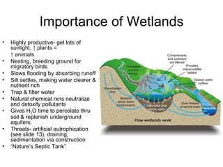 Importance of Wetlands
•   Highly productive- get lots of
    sunlight, ↑ plants =
    ↑ animals
•   Nesting, breeding ground for
    migratory birds
•   Slows flooding by absorbing runoff
•   Silt settles, making water clearer &
    nutrient rich
•   Trap & filter water
•   Natural chemical rxns neutralize
    and detoxify pollutants
•   Gives H2O time to percolate thru
    soil & replenish underground
    aquifers.
•   Threats- artificial eutrophication
    (see slide 13), draining,
    sedimentation via construction
•   “Nature’s Septic Tank”
 
