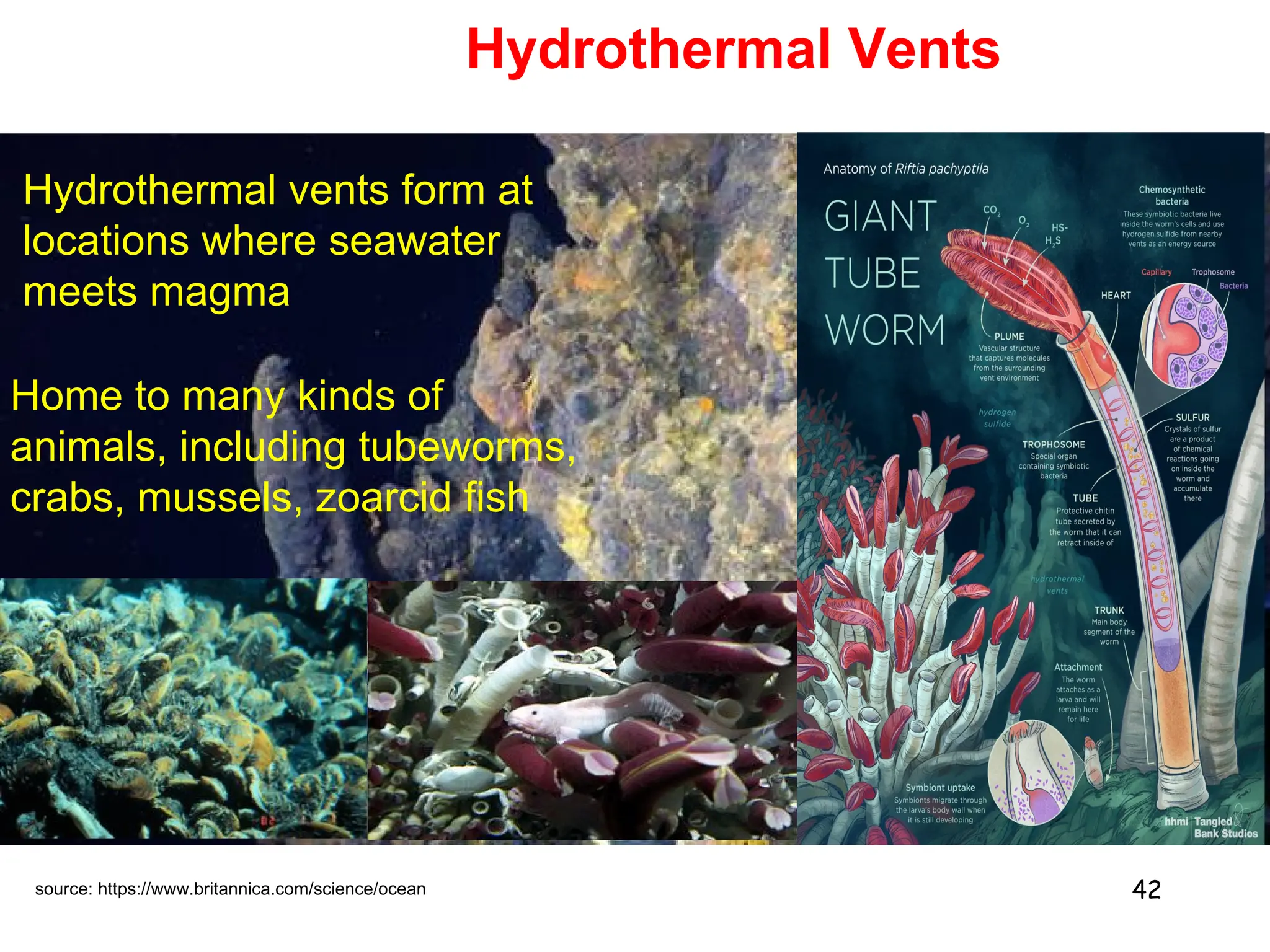 42
Home to many kinds of
animals, including tubeworms,
crabs, mussels, zoarcid fish
Hydrothermal vents form at
locations where seawater
meets magma
Hydrothermal Vents
source: https://www.britannica.com/science/ocean
 