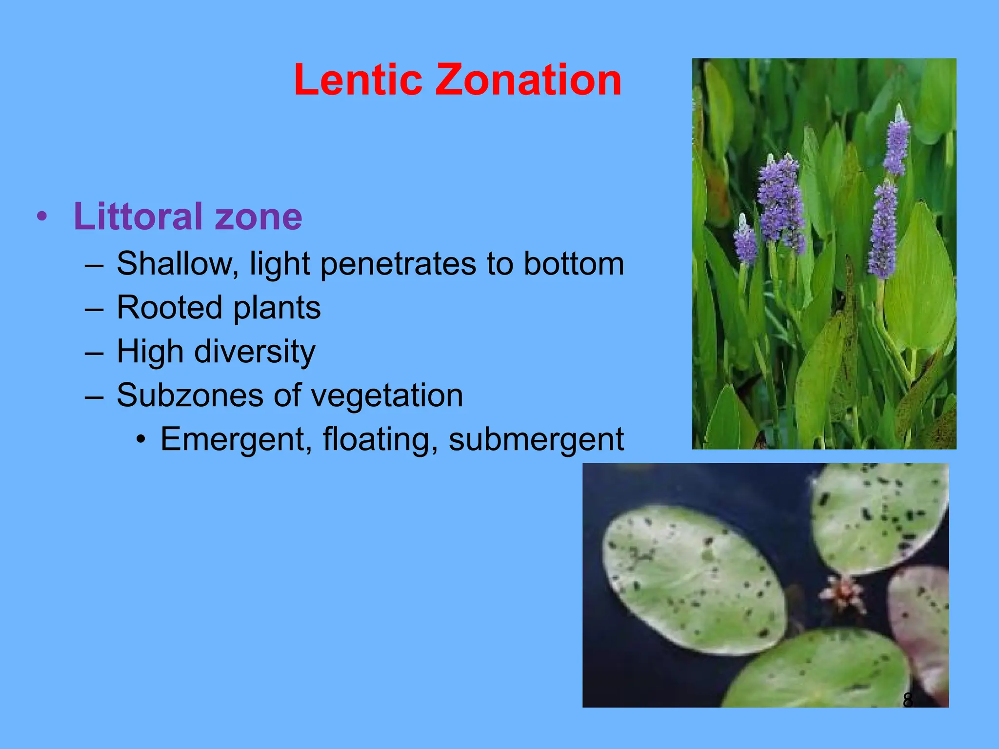 Lentic Zonation
• Littoral zone
– Shallow, light penetrates to bottom
– Rooted plants
– High diversity
– Subzones of vegetation
• Emergent, floating, submergent
8
 