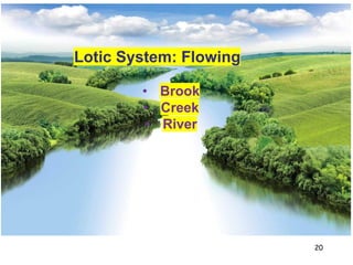 Lotic System Examples Aquatic Ecosystems | PDF