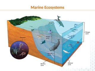 Aquatic Ecosystems Powerpoint - Aquatic Systems | PPTX