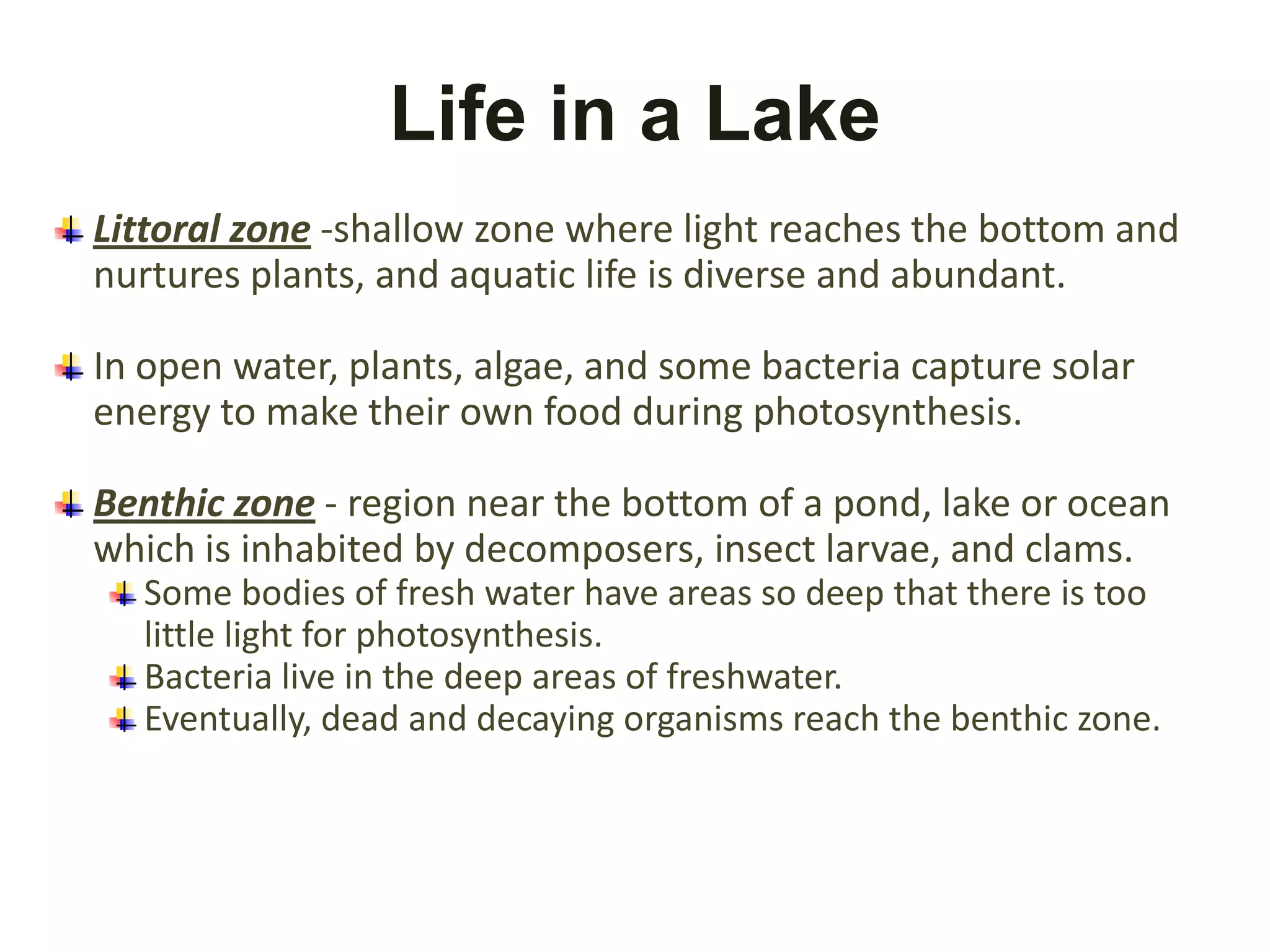 Life in a Lake
Littoral zone -shallow zone where light reaches the bottom and
nurtures plants, and aquatic life is diverse and abundant.

In open water, plants, algae, and some bacteria capture solar
energy to make their own food during photosynthesis.

Benthic zone - region near the bottom of a pond, lake or ocean
which is inhabited by decomposers, insect larvae, and clams.
  Some bodies of fresh water have areas so deep that there is too
  little light for photosynthesis.
  Bacteria live in the deep areas of freshwater.
  Eventually, dead and decaying organisms reach the benthic zone.
 
