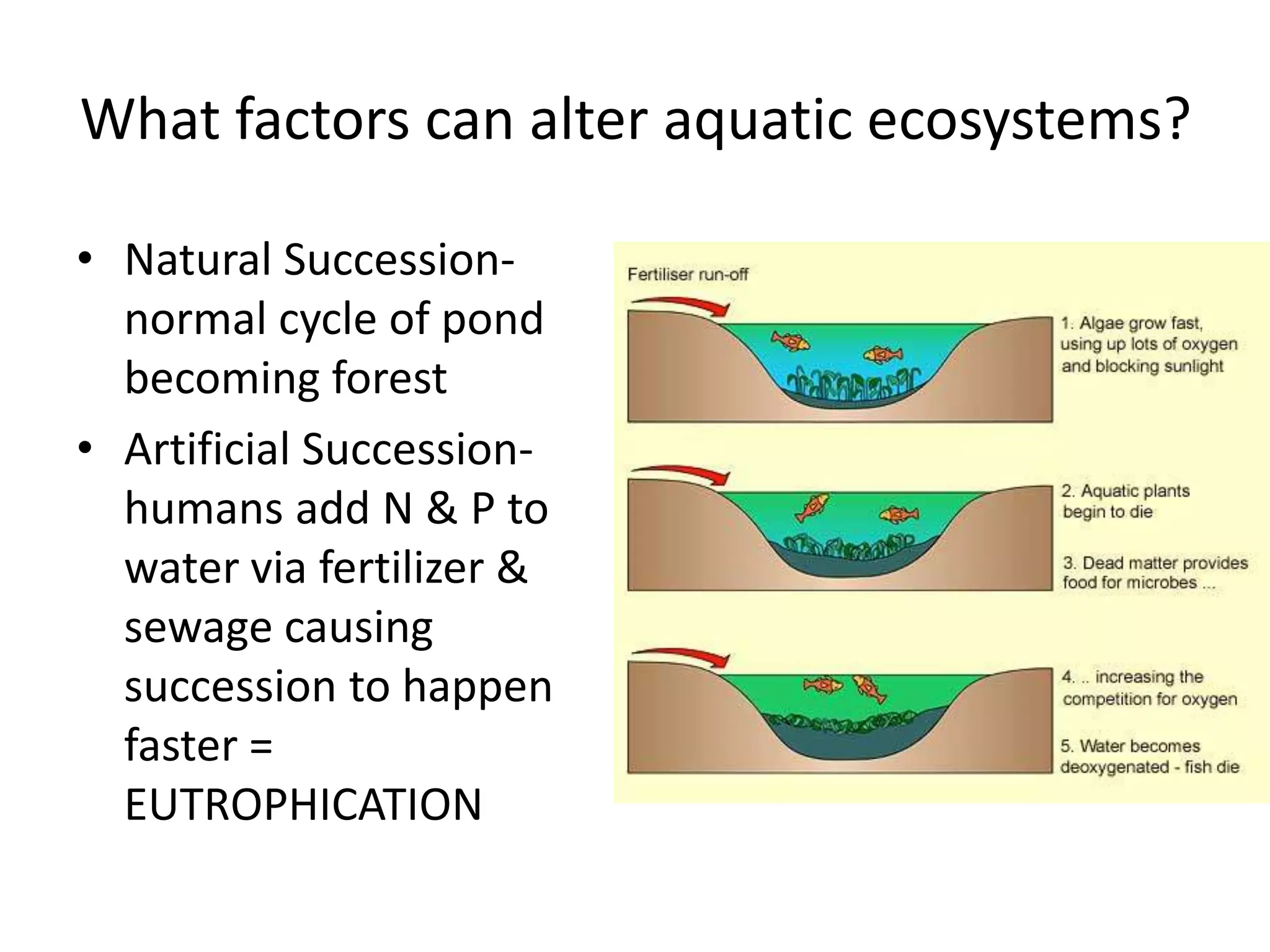 What factors can alter aquatic ecosystems?

• Natural Succession-
  normal cycle of pond
  becoming forest
• Artificial Succession-
  humans add N & P to
  water via fertilizer &
  sewage causing
  succession to happen
  faster =
  EUTROPHICATION
 
