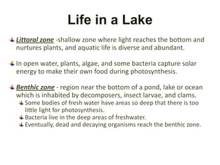 Life in a Lake
Littoral zone -shallow zone where light reaches the bottom and
nurtures plants, and aquatic life is diverse and abundant.

In open water, plants, algae, and some bacteria capture solar
energy to make their own food during photosynthesis.

Benthic zone - region near the bottom of a pond, lake or ocean
which is inhabited by decomposers, insect larvae, and clams.
  Some bodies of fresh water have areas so deep that there is too
  little light for photosynthesis.
  Bacteria live in the deep areas of freshwater.
  Eventually, dead and decaying organisms reach the benthic zone.
 
