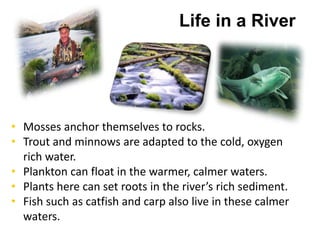 Life in a River




• Mosses anchor themselves to rocks.
• Trout and minnows are adapted to the cold, oxygen
  rich water.
• Plankton can float in the warmer, calmer waters.
• Plants here can set roots in the river’s rich sediment.
• Fish such as catfish and carp also live in these calmer
  waters.
 