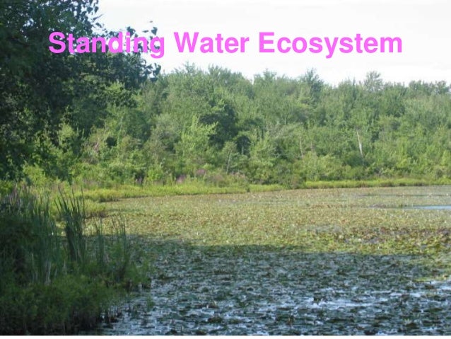 Aquatic Ecosystems