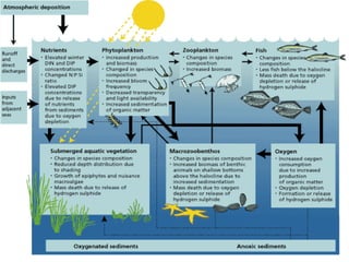 Aquatic ecosystems revised | PPTX