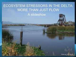 ECOSYSTEM STRESSORS IN THE DELTA:
      MORE THAN JUST FLOW
           A slideshow




           Free Powerpoint Templates
                                                Page 1
                                       Photo by Chris Austin
 